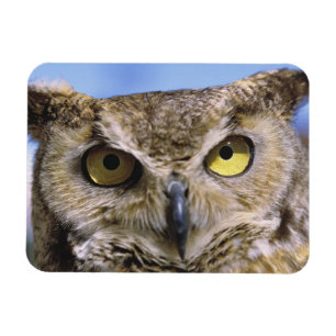 USA, Oregon, Bend. Great Horned Owls are common Magnet