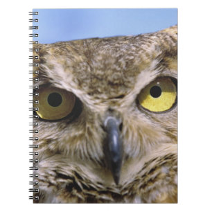 USA, Oregon, Bend. Great Horned Owls are common Notebook