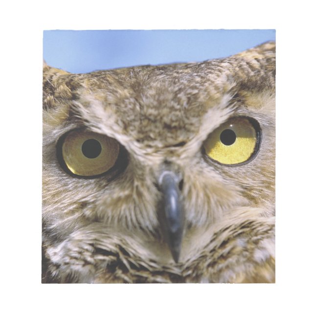 USA, Oregon, Bend. Great Horned Owls are common Notepad (Front)