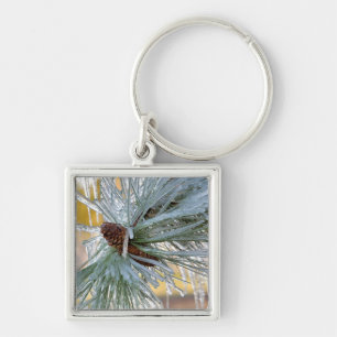 USA, Oregon, Bend. Ponderosa pine needles are Keychain