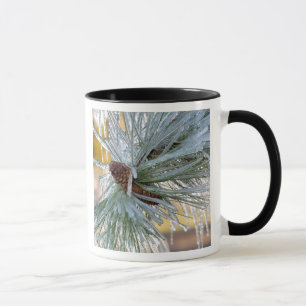 USA, Oregon, Bend. Ponderosa pine needles are Mug