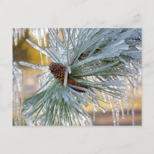 USA, Oregon, Bend. Ponderosa pine needles are Postcard