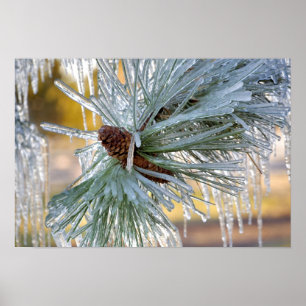 USA, Oregon, Bend. Ponderosa pine needles are Poster