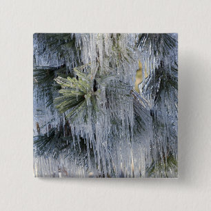 USA, Oregon, Bend. The ice on Ponderosa pine 2 Inch Square Button