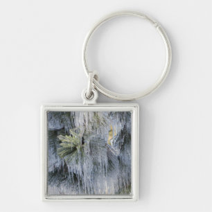 USA, Oregon, Bend. The ice on Ponderosa pine Keychain