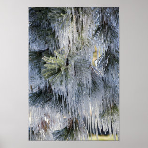 USA, Oregon, Bend. The ice on Ponderosa pine Poster