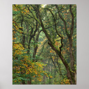 USA, Oregon, Champoeg State Park. Autumn Poster