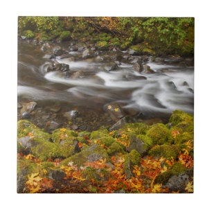 USA, Oregon, Columbia River Gorge, Tanner Creek 2 Tile