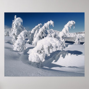 USA, Oregon, Crater Lake NP. Trees droop under a Poster