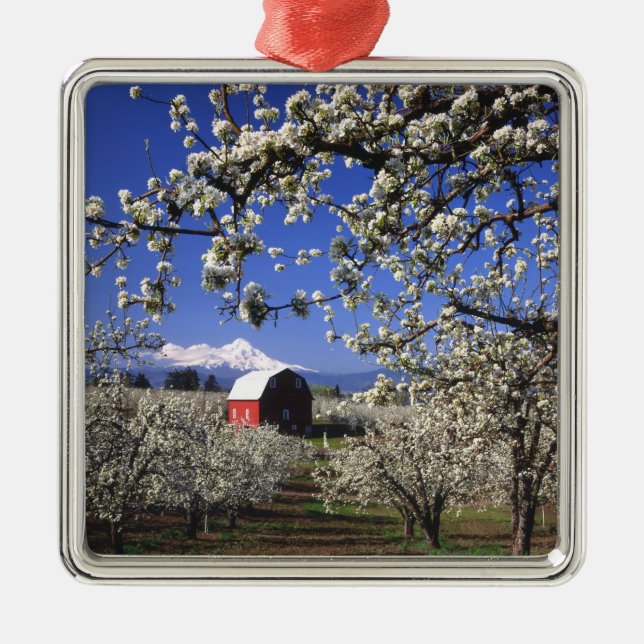 USA, Oregon, Hood River Valley, Pear orchard Metal Ornament (Front)