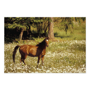 USA, Oregon. Horse in field of daisies Photo Print