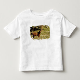 USA, Oregon. Horse in field of daisies Toddler T-shirt
