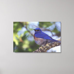 USA, Oregon. Male Western Bluebird Canvas Print