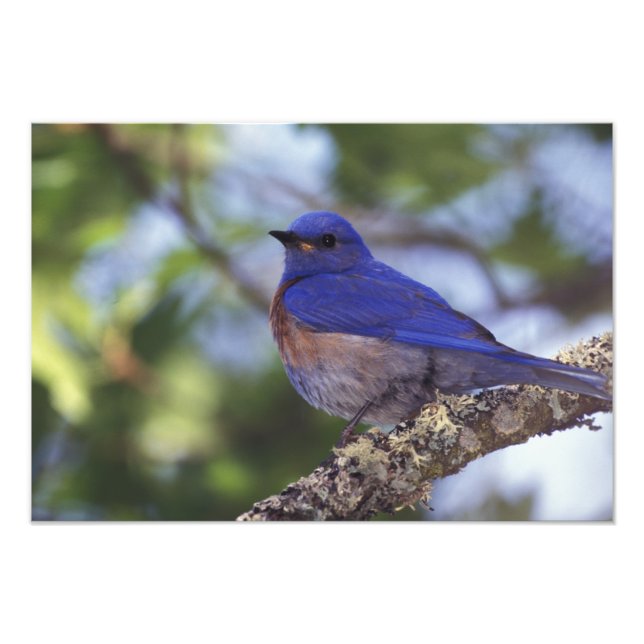 USA, Oregon. Male Western Bluebird Photo Print (Front)