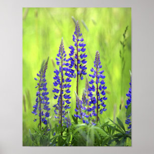 USA, Oregon, Mt. Hood National Forest, Lupine Poster