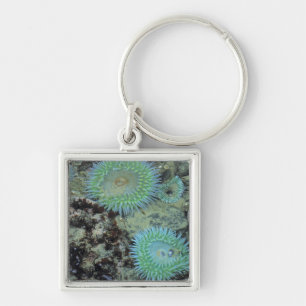 USA, Oregon, Nepture SP. Jewel-toned sea Keychain