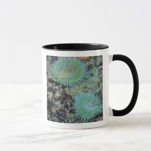 USA, Oregon, Nepture SP. Jewel-toned sea Mug