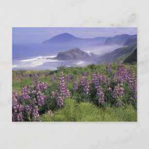 USA, Oregon, Nesika Beach. Lupine and Oregon Postcard