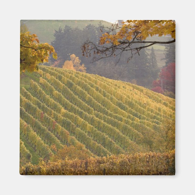 USA, Oregon, Newberg. Vineyard in the fall. Magnet (Front)