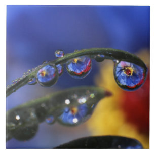 USA, Oregon, Portland, Close-up of ladybird Tile