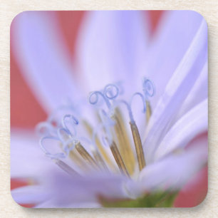 USA, Oregon, Portland. Close-up of wild chicory Coaster