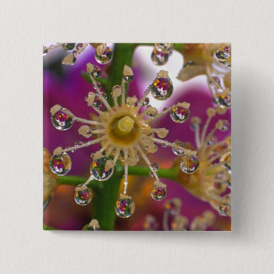 USA, Oregon, Portland. Cosmos flowers reflect in 2 Inch Square Button