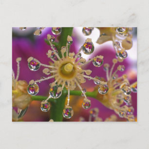 USA, Oregon, Portland. Cosmos flowers reflect in Postcard