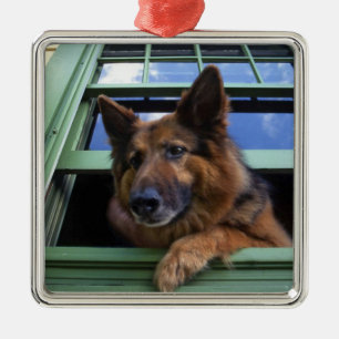 USA, Oregon, Portland. Griff the long-hair Metal Ornament