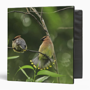USA, Oregon, Portland. Male cedar waxwing Binder