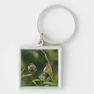 USA, Oregon, Portland. Male cedar waxwing Keychain