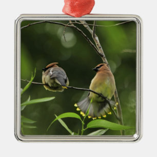 USA, Oregon, Portland. Male cedar waxwing Metal Ornament