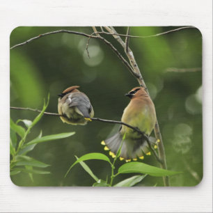 USA, Oregon, Portland. Male cedar waxwing Mouse Pad