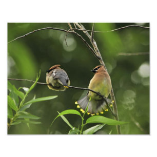 USA, Oregon, Portland. Male cedar waxwing Photo Print