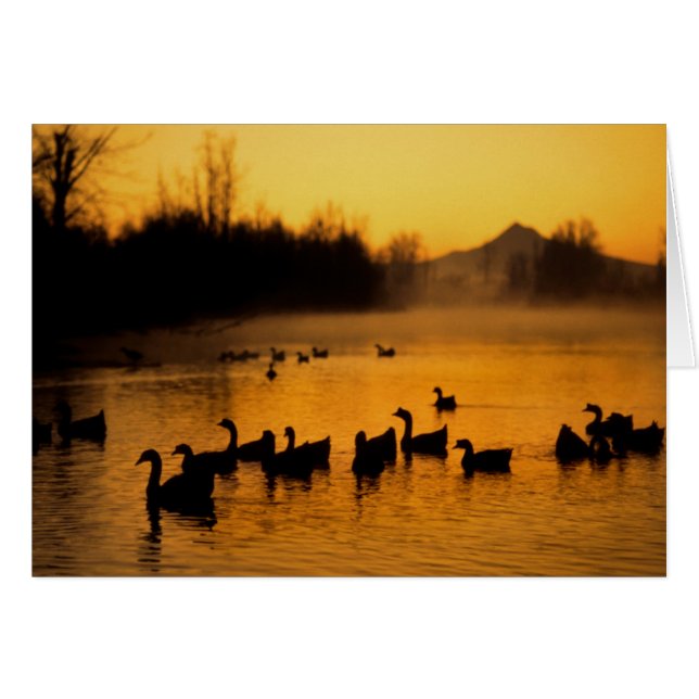 USA, Oregon, Portland. Waterfowl in Columbia (Front Horizontal)