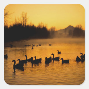 USA, Oregon, Portland. Waterfowl in Columbia Square Sticker