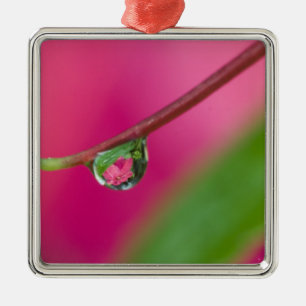 USA, Oregon, Shore Acres Gardens, Water droplet Metal Ornament