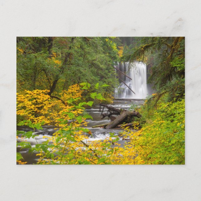 USA, Oregon, Silver Falls State Park 2 Postcard (Front)