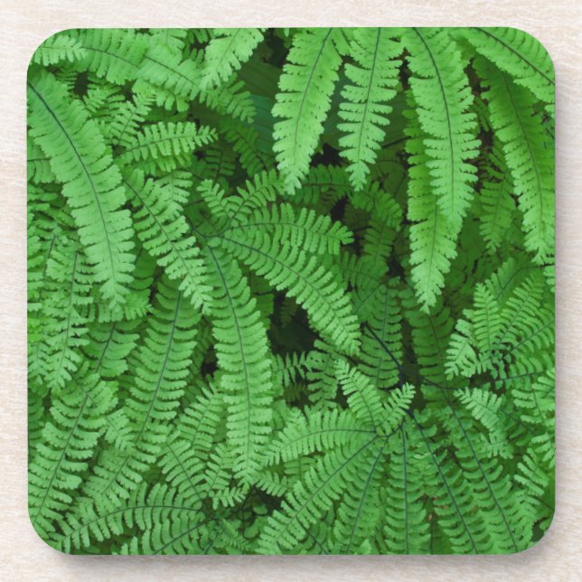 USA, Oregon, Silverton. Maidenhair Ferns Coaster (Front)