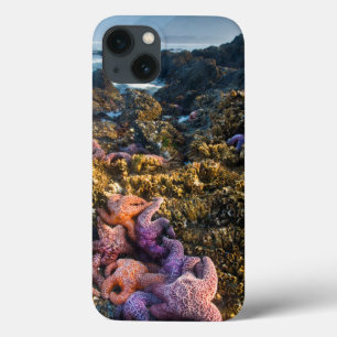 USA, Oregon. Starfish and sea stars iPhone 13 Case