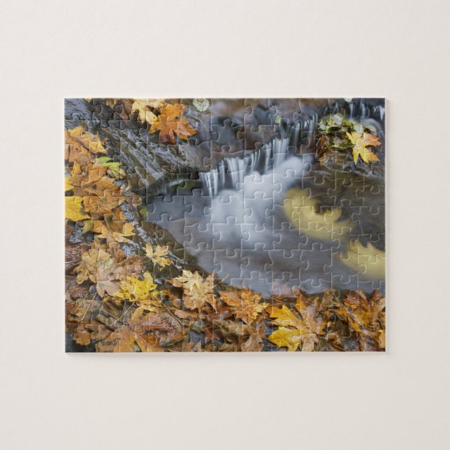 USA, Oregon, Sweet Creek. Fallen maple leaves Jigsaw Puzzle (Horizontal)