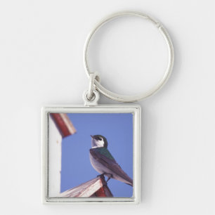 USA, Oregon. Violet-Green Swallow Tachycineta Keychain