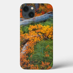 USA, Oregon, Willamette National Forest iPhone 13 Case