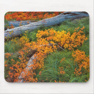 USA, Oregon, Willamette National Forest Mouse Pad