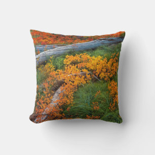 USA, Oregon, Willamette National Forest Throw Pillow