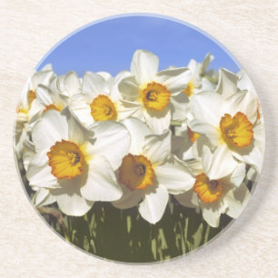 USA, Oregon, Willamette Valley. Daffodils grow Coaster