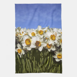 USA, Oregon, Willamette Valley. Daffodils grow Kitchen Towel