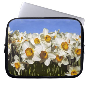 USA, Oregon, Willamette Valley. Daffodils grow Laptop Sleeve