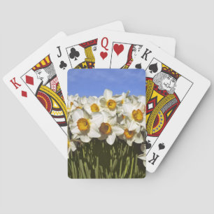USA, Oregon, Willamette Valley. Daffodils grow Playing Cards