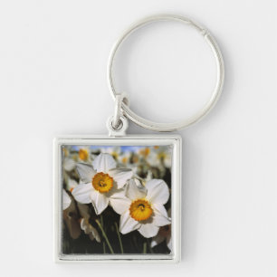 USA, Oregon, Willamette Valley. Daffodils Keychain