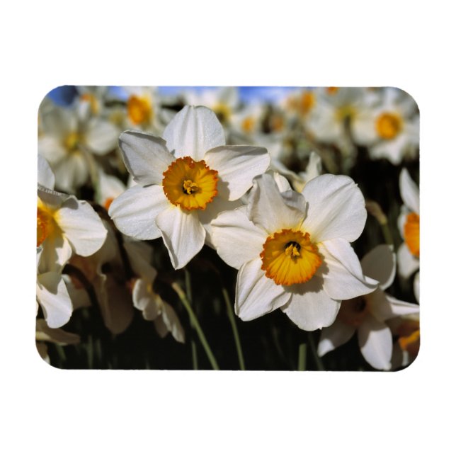 USA, Oregon, Willamette Valley. Daffodils Magnet (Horizontal)